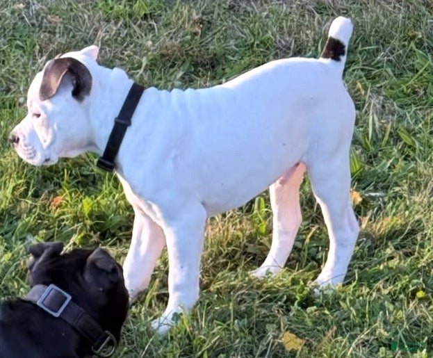 Olde English Bulldogge dogs for sale: Olde English Bulldogge 1 - Ad 26