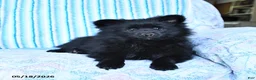 Pomsky dogs for sale: Misty - Ad 8