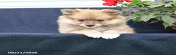 Pomeranian dogs for sale: Molly - Ad 3