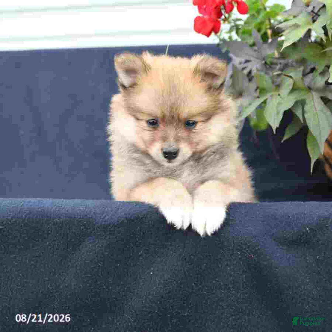 Pomeranian dogs for sale: Molly - Ad 3
