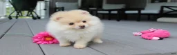 Pomeranian dogs for sale: Cassie - Ad 4