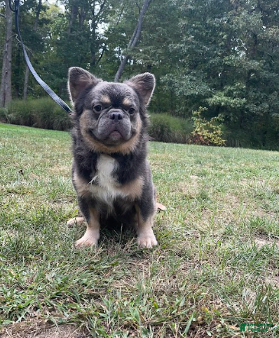 French Bulldog dogs Bentley - Ad 36