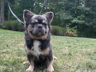 French Bulldog dogs Bentley - Ad 7