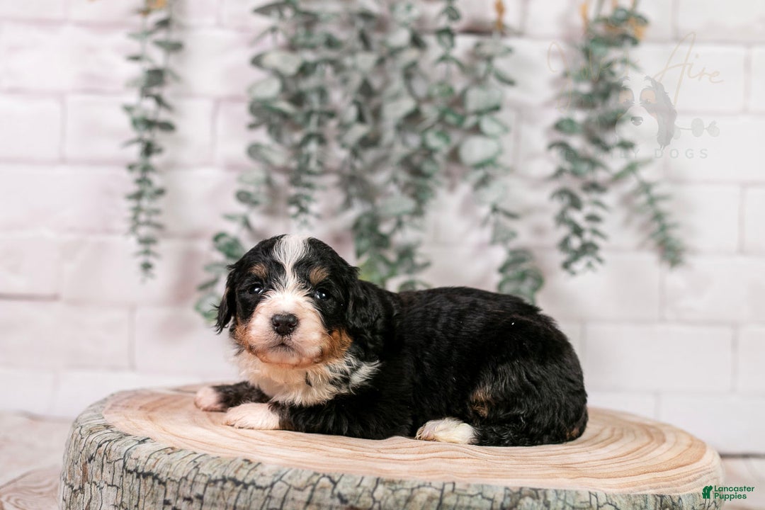 Bernedoodle dogs for sale: Torch - Ad 6