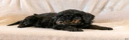 Bernedoodle dogs for sale: Aurora - Ad 5