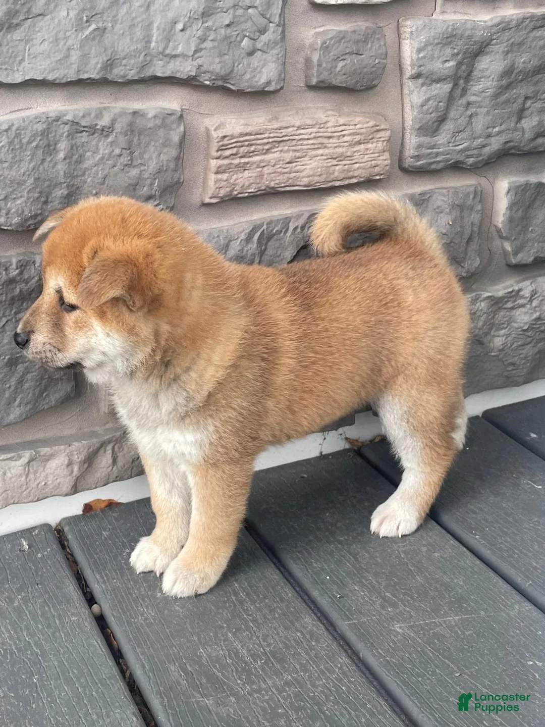 Shiba Inu dogs for sale: Cindy  - Ad 1