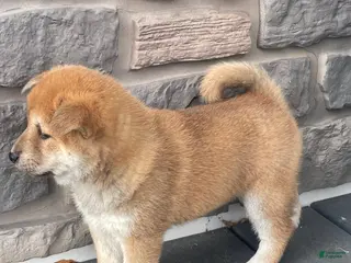 Shiba Inu dogs for sale: Cindy - Ad 2