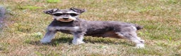 Miniature Schnauzer dogs for sale: Liam - Ad 6