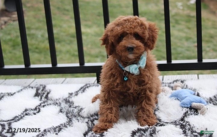 Toy Poodle dogs Patrick - Ad 8