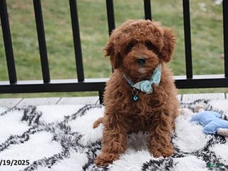Toy Poodle dogs Patrick - Ad 40