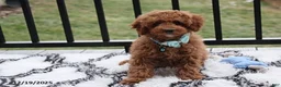 Toy Poodle dogs for sale: Patrick - Ad 15