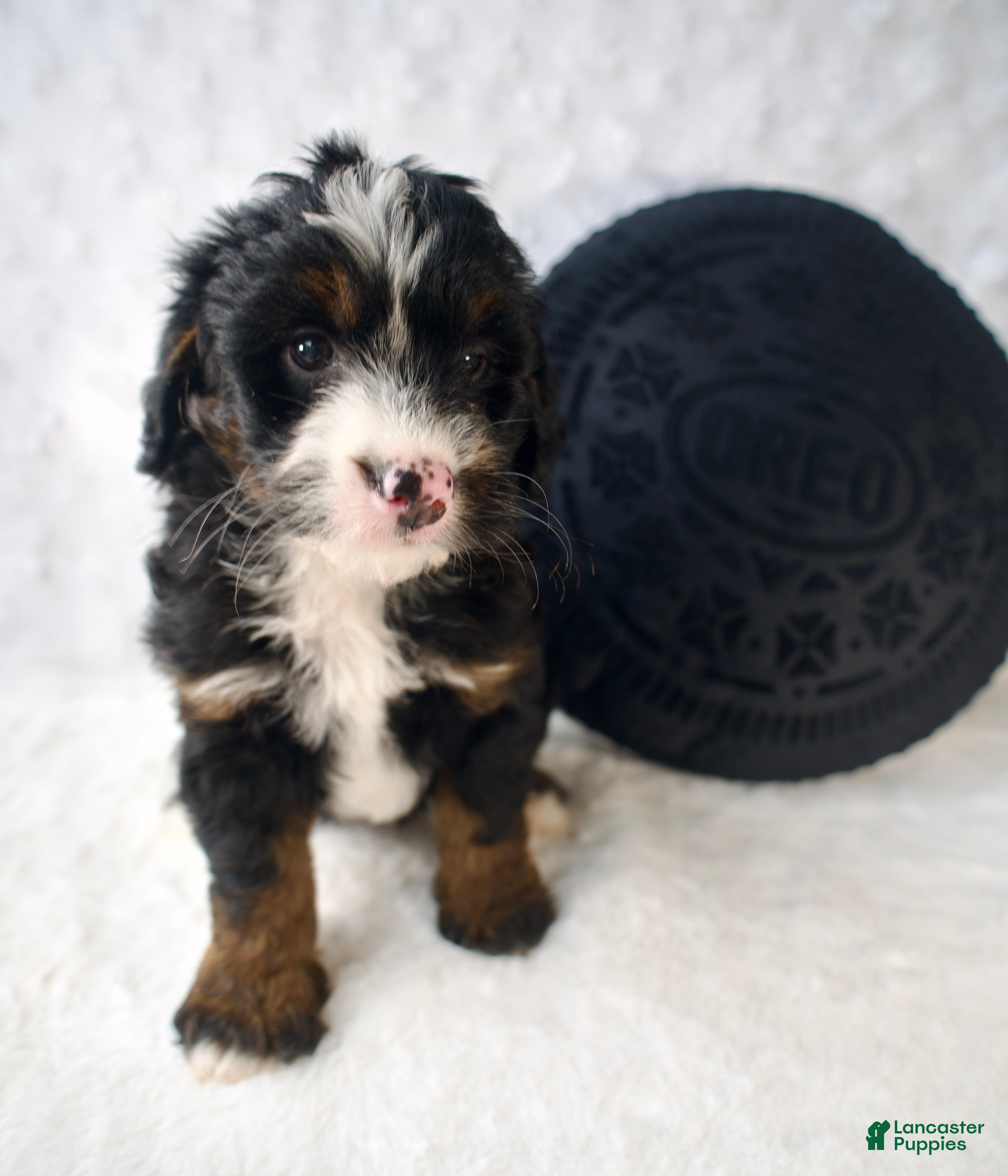 Mini Bernedoodle dogs Ms. Cookie - Ad 2