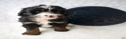 Mini Bernedoodle dogs for sale: Ms. Cookie - Ad 2