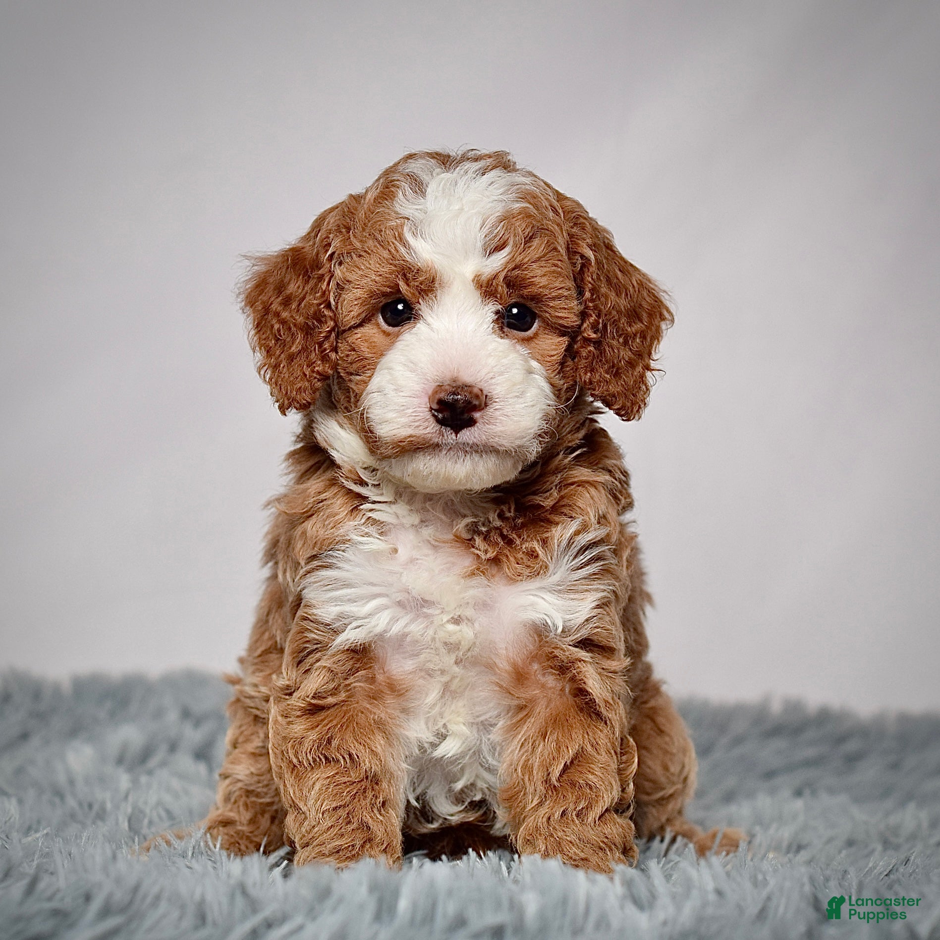 Mini Goldendoodle dogs Mr. Parker - Ad 11