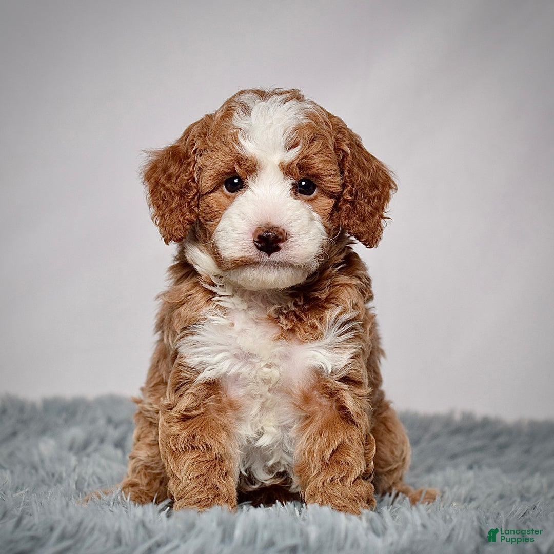 Mini Goldendoodle dogs for sale: Mr. Parker - Ad 1