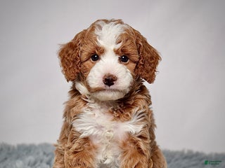Mini Goldendoodle dogs Mr. Parker - Ad 1