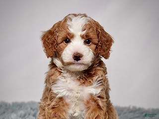 Mini Goldendoodle dogs Mr. Parker - Ad 38