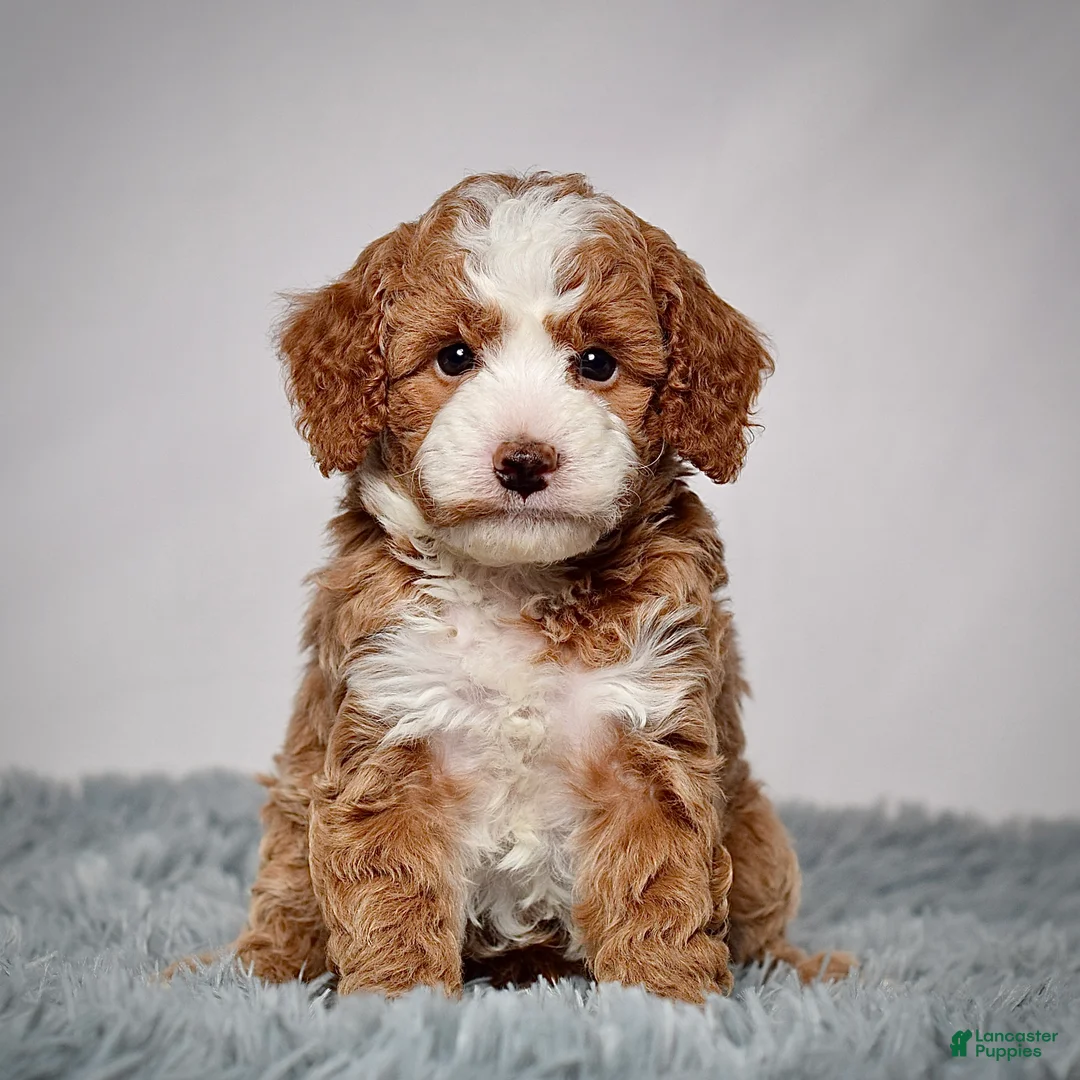 Mini Goldendoodle dogs for sale: Mr. Parker - Ad 1