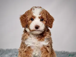 Mini Goldendoodle dogs Mr. Parker - Ad 24