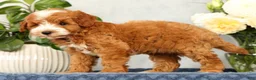 Mini Goldendoodle dogs for sale: Quenton - Ad 5