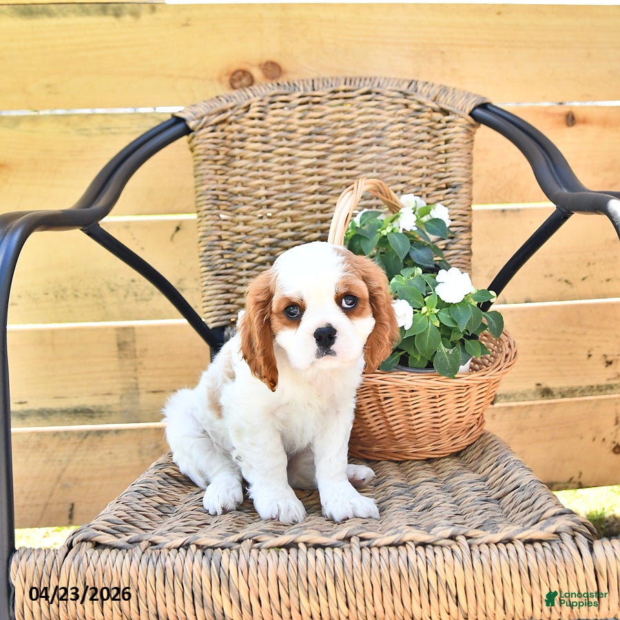 Cavalier King Charles Spaniel dogs Dawson - Ad 2
