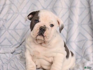 Olde English Bulldogge dogs Ruby - Ad 29