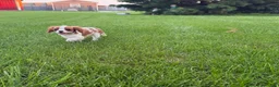 Cavalier King Charles Spaniel dogs for sale: Liam Cavalier King Charles Spaniel Puppy  - Ad 3