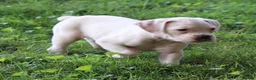 Boxer dogs for sale: Pete - Ad 6