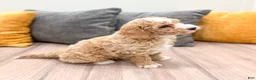 Mini Goldendoodle dogs for sale: Jackson - Ad 7