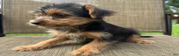 Yorkshire Terrier dogs for sale: Carl - Ad 4