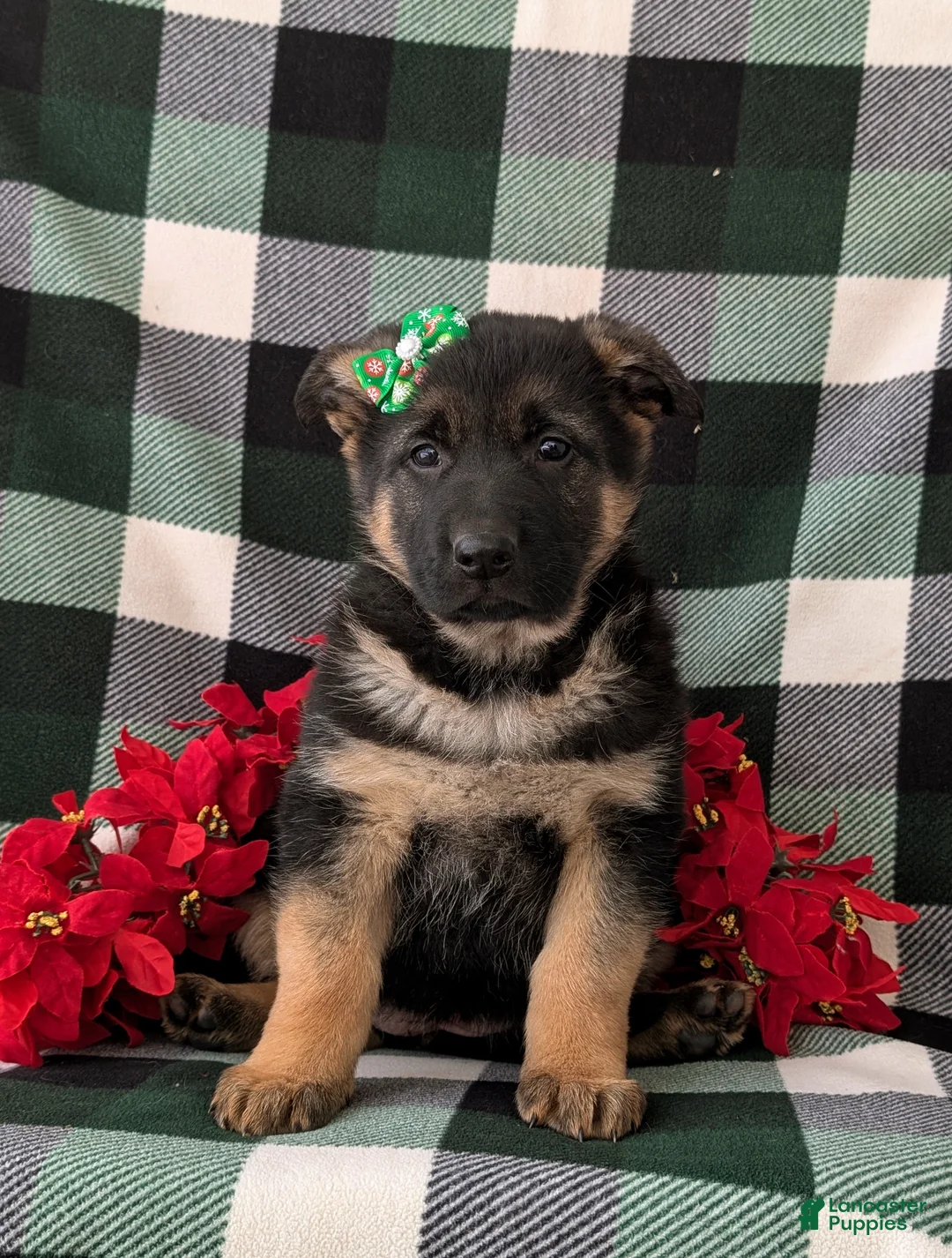 German Shepherd dogs for sale: Claudette - Ad 2