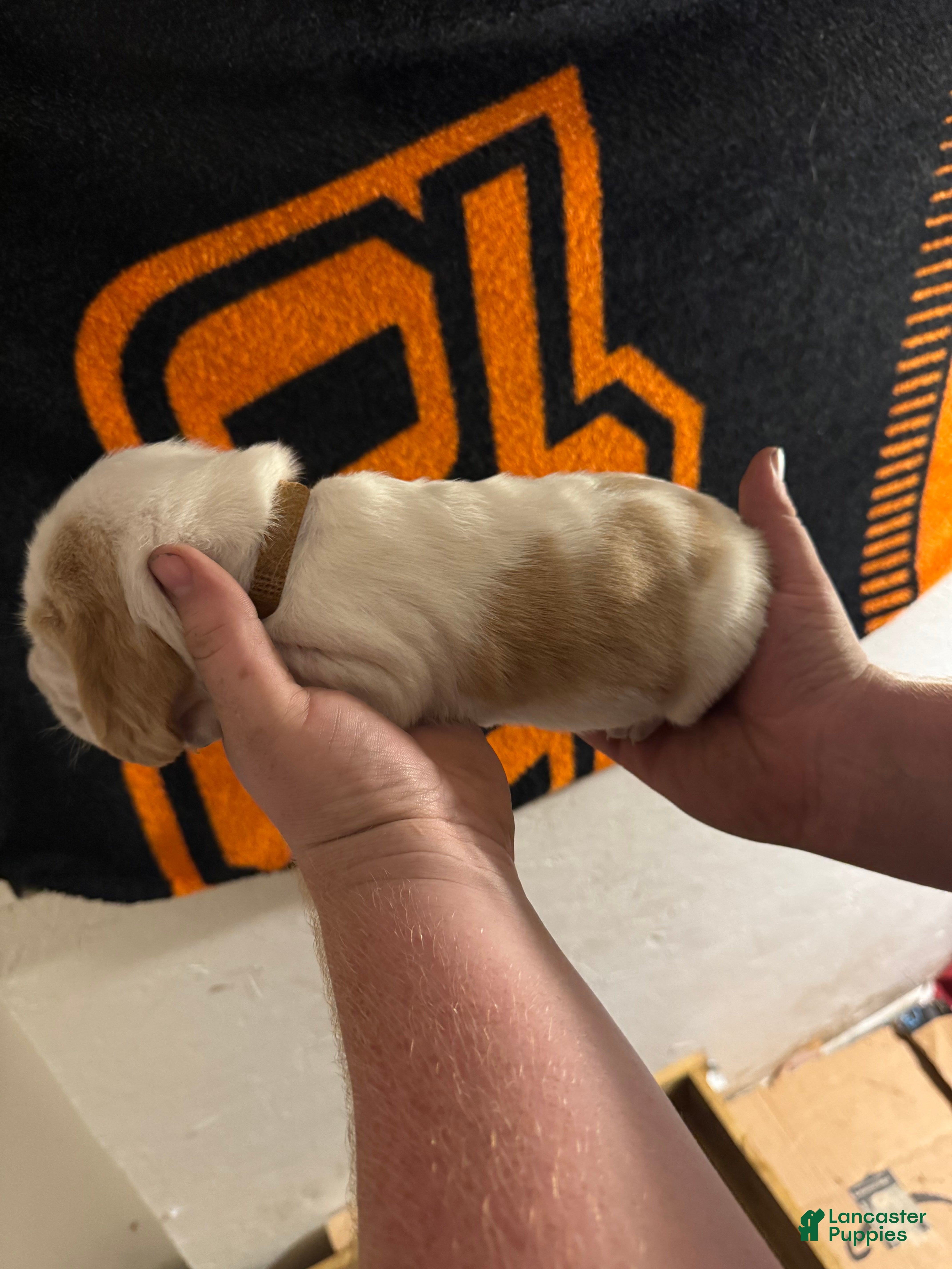 Basset Hound dogs Boy 1 Alvin - Ad 2