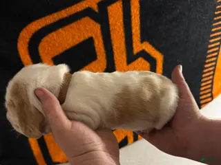 Basset Hound dogs Boy 1 Alvin - Ad 2