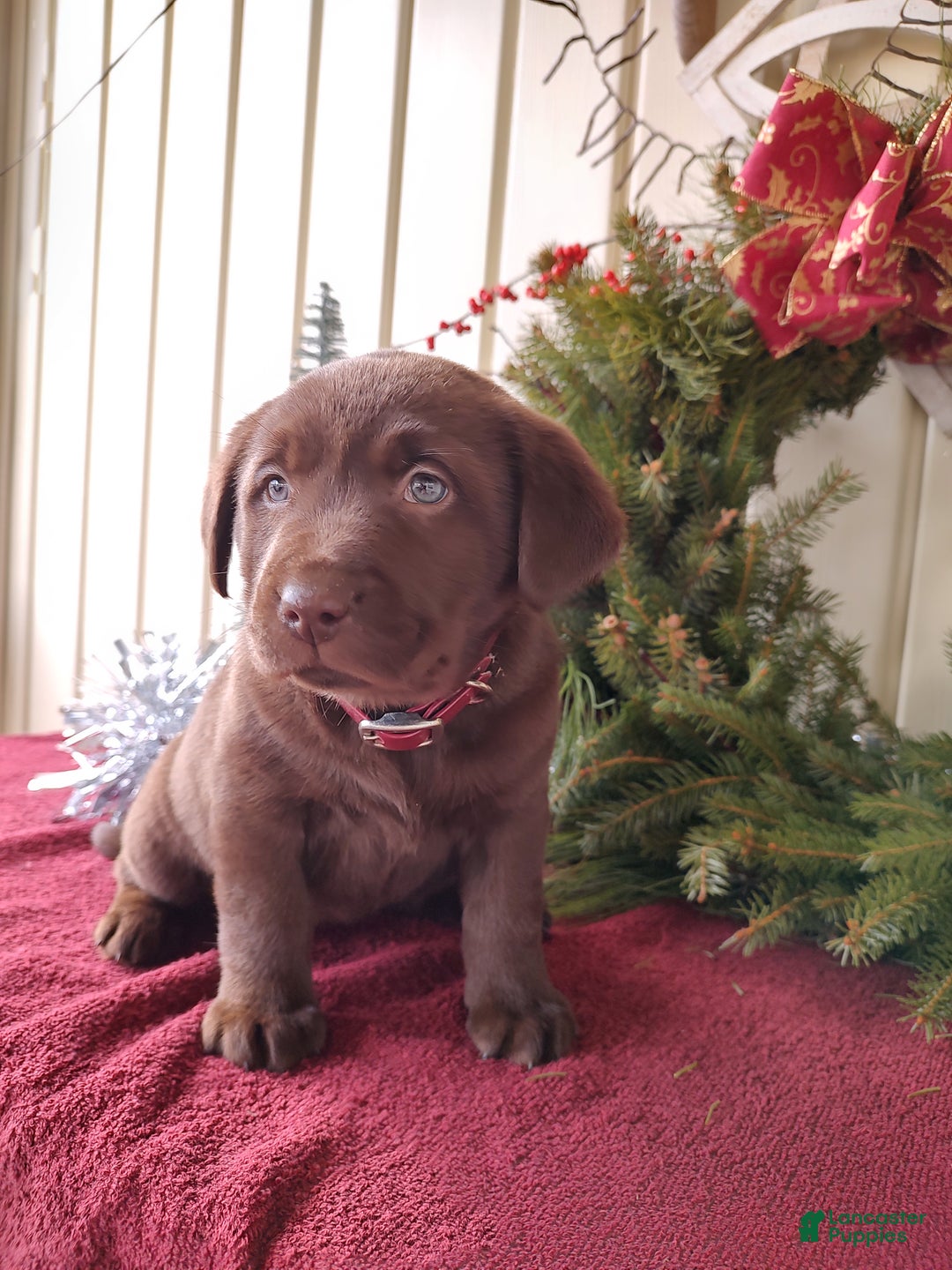 Labrador Retriever dogs for sale: Belle - Ad 1