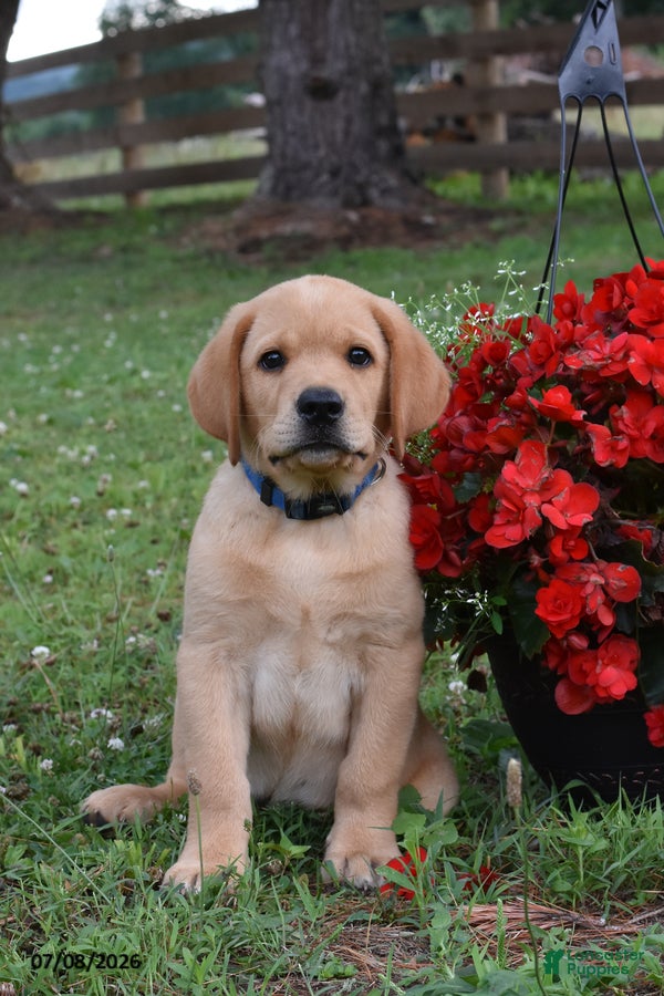 Labrador Retriever dogs Max - Ad 1