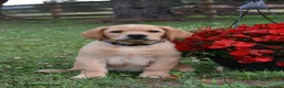 Labrador Retriever dogs for sale: Max - Ad 1