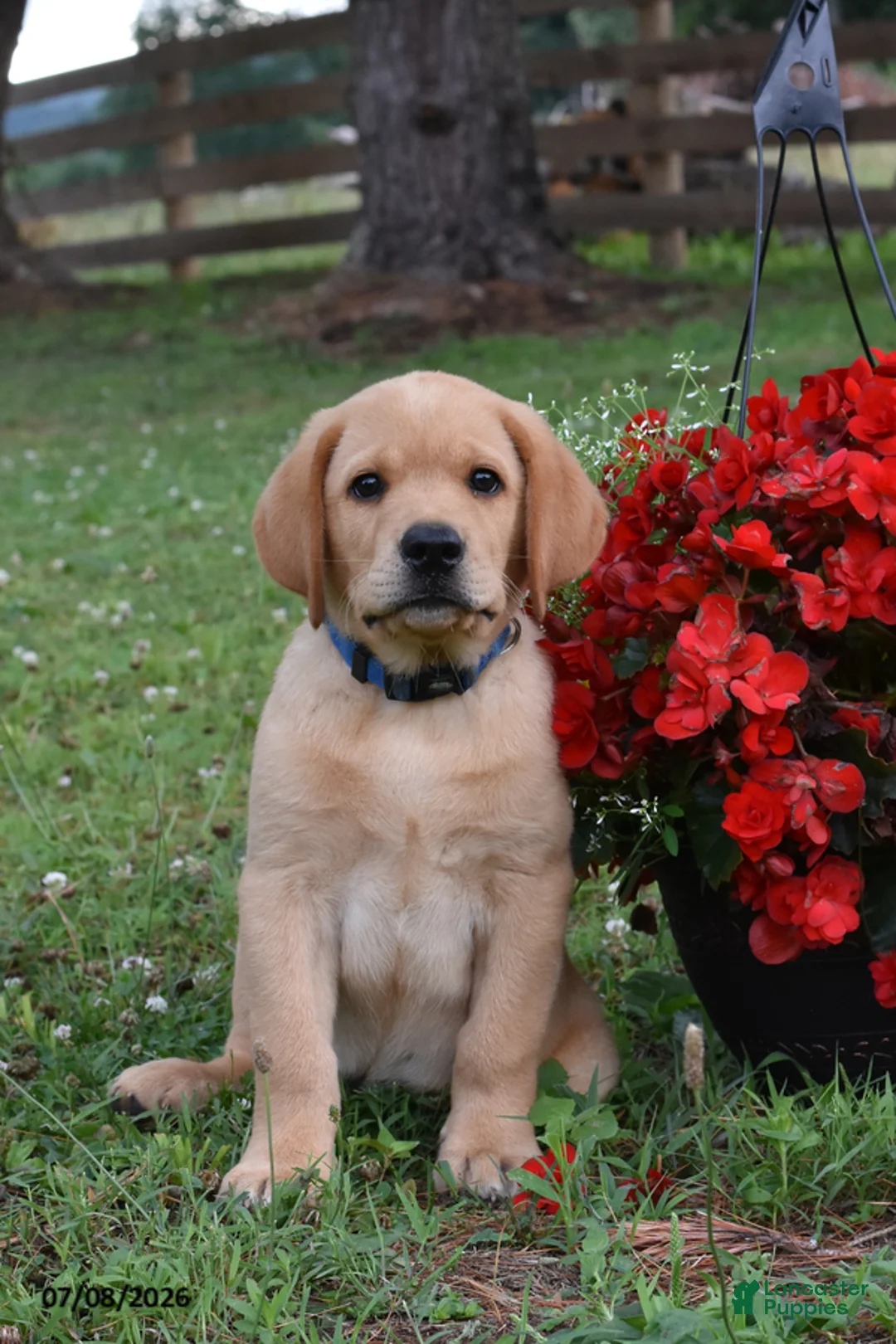 Labrador Retriever dogs for sale: Max - Ad 1