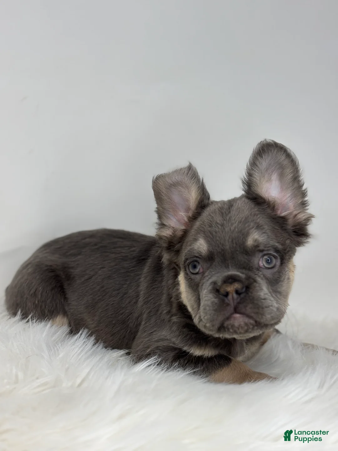 French Bulldog dogs for sale: Paul - Ad 3
