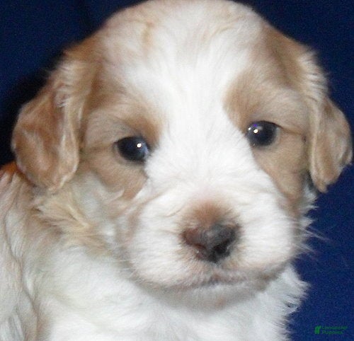 Shihpoo dogs Benji - Ad 2
