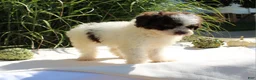 Miniature Poodle dogs for sale: Stella - Ad 11
