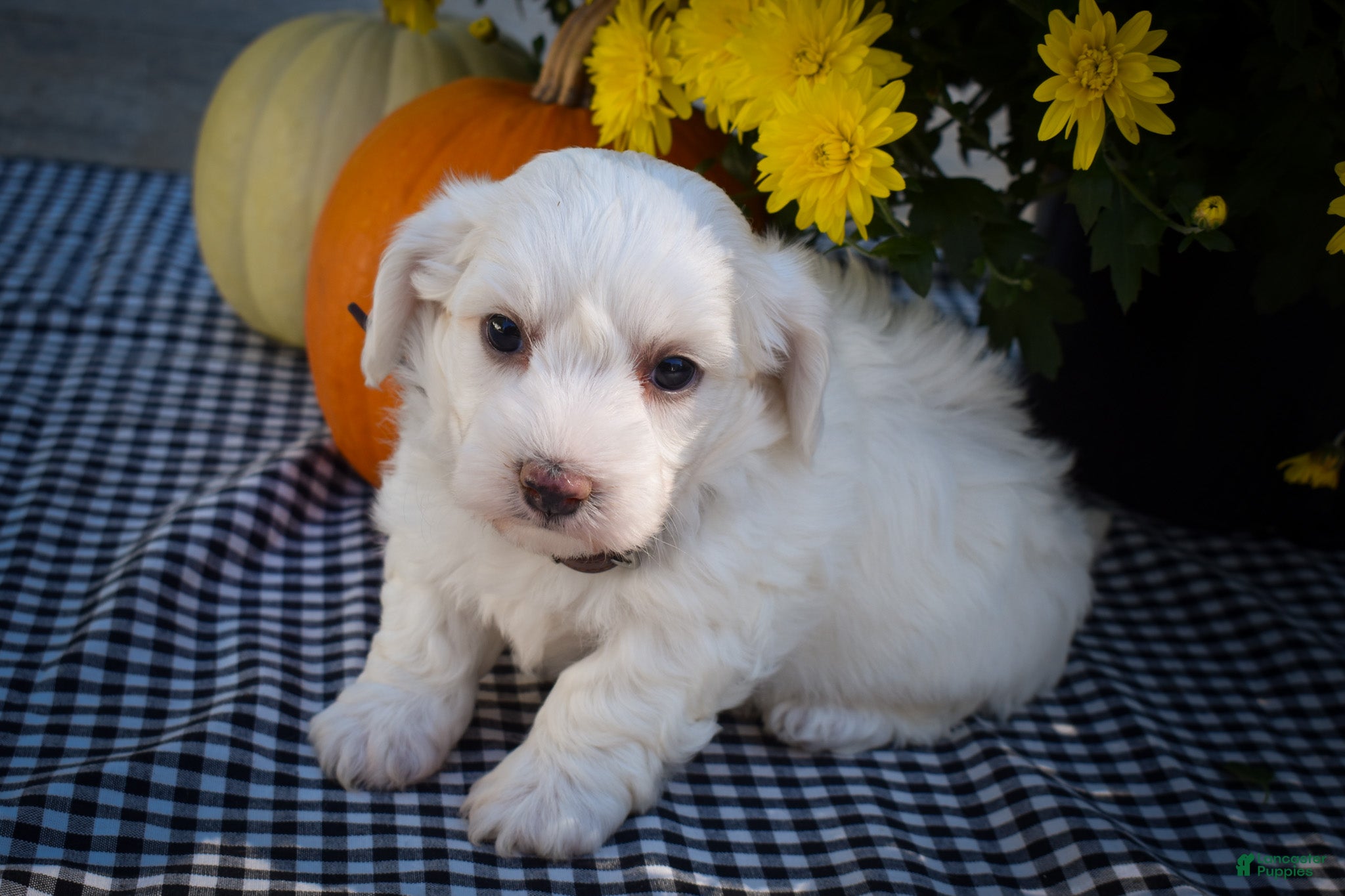 Maltese dogs Darling🩷 - Ad 1