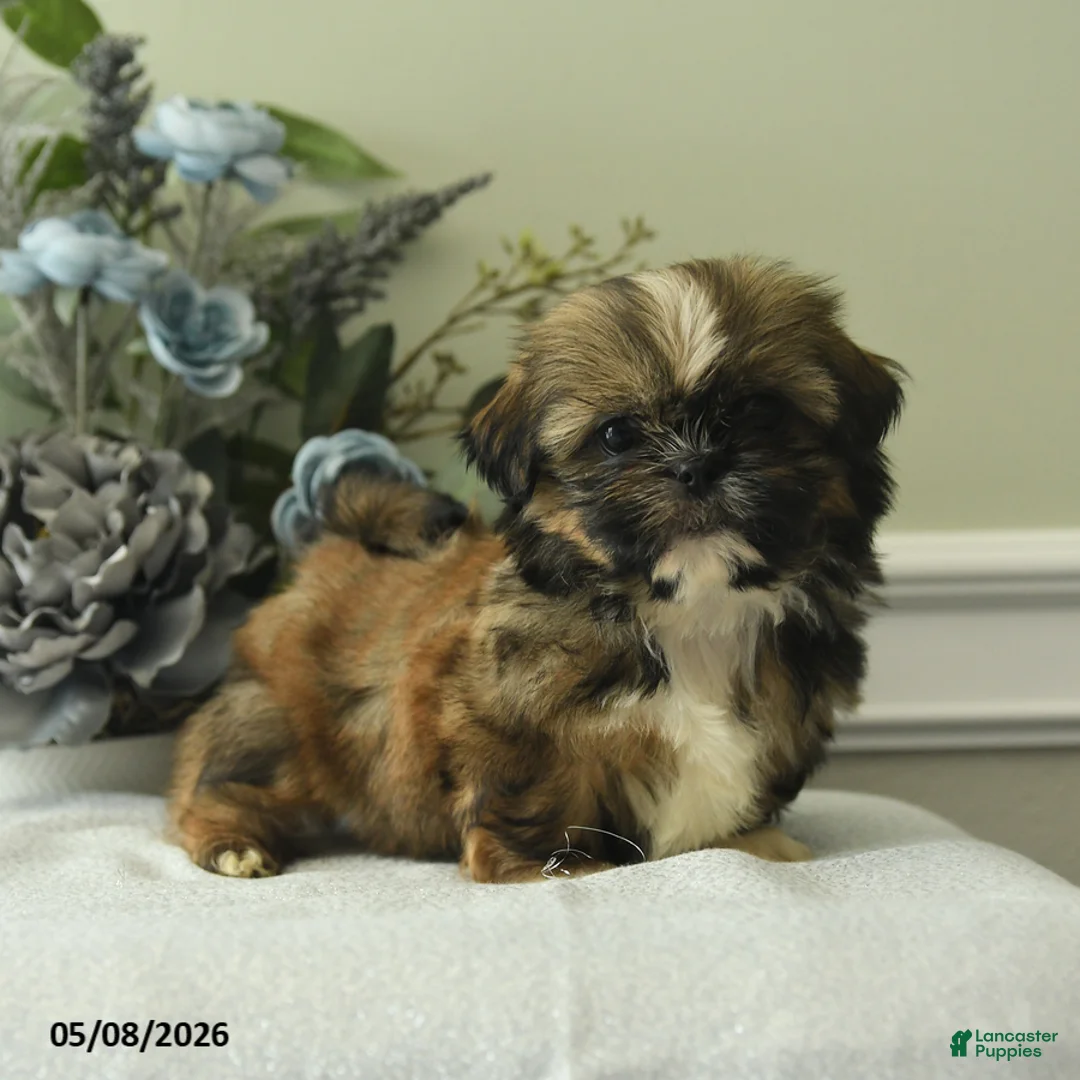 Shih Tzu dogs for sale: Hilda - Ad 2
