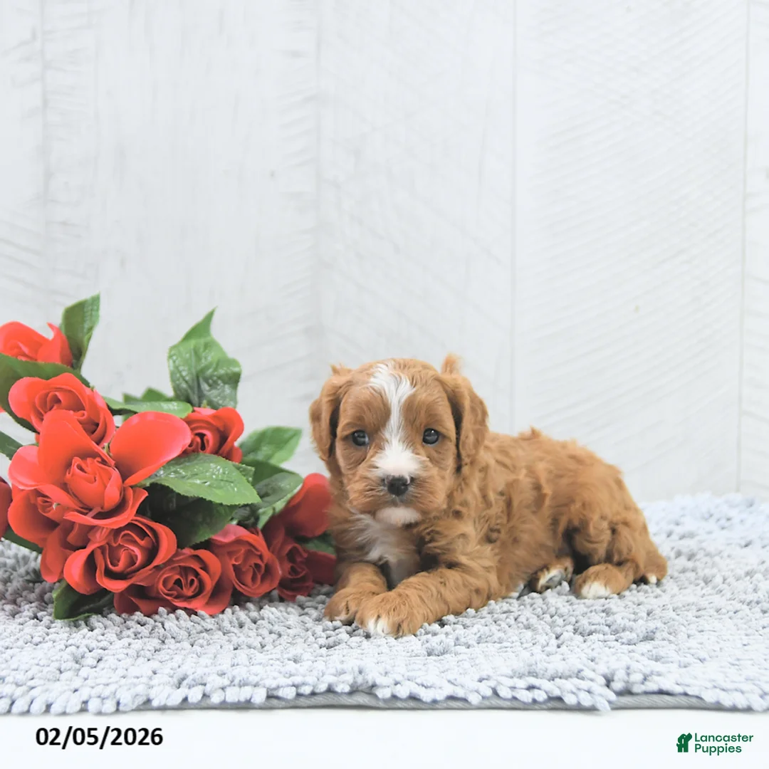 Cavapoo dogs for sale: Miles - Ad 2