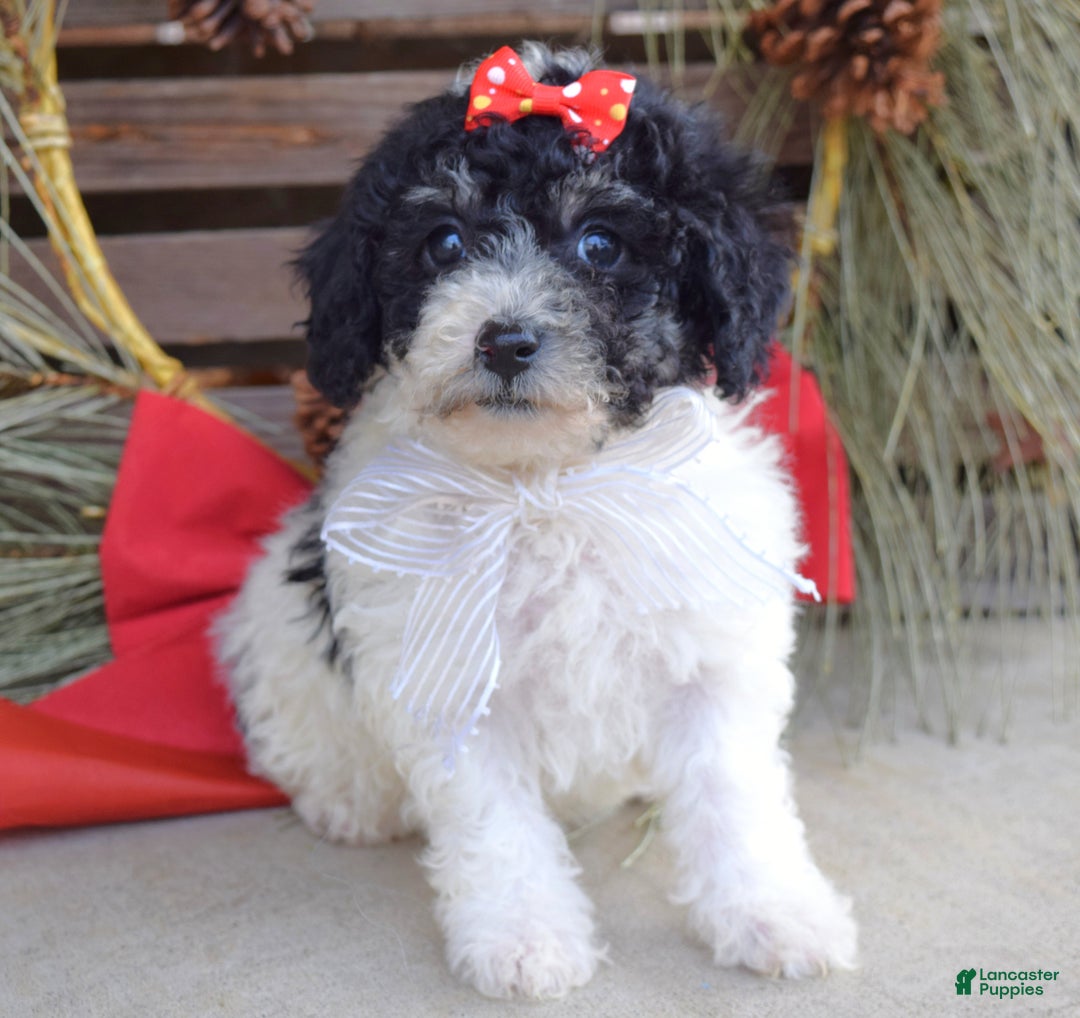 Bichpoo dogs for sale: Lola - Ad 6