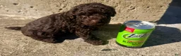 Toy Poodle dogs for sale: Toy Poodle 2 - Ad 7