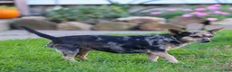 Chihuahua dogs for sale: Waylon Chihuahua Puppy  - Ad 6