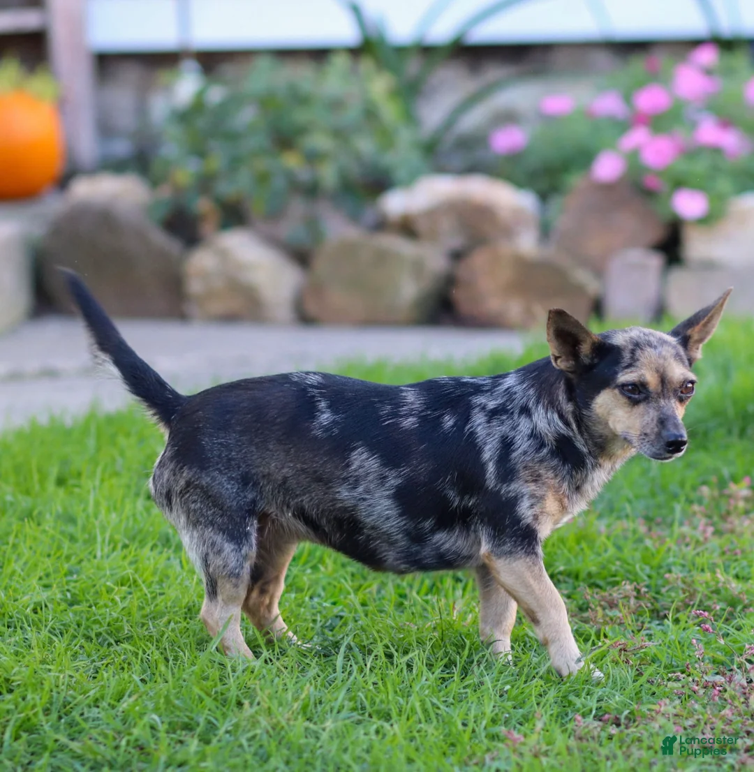 Chihuahua dogs for sale: Waylon Chihuahua Puppy  - Ad 6