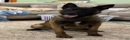 Belgian Malinois dogs for sale: Belgian Malinois Puppy 4 - Ad 2