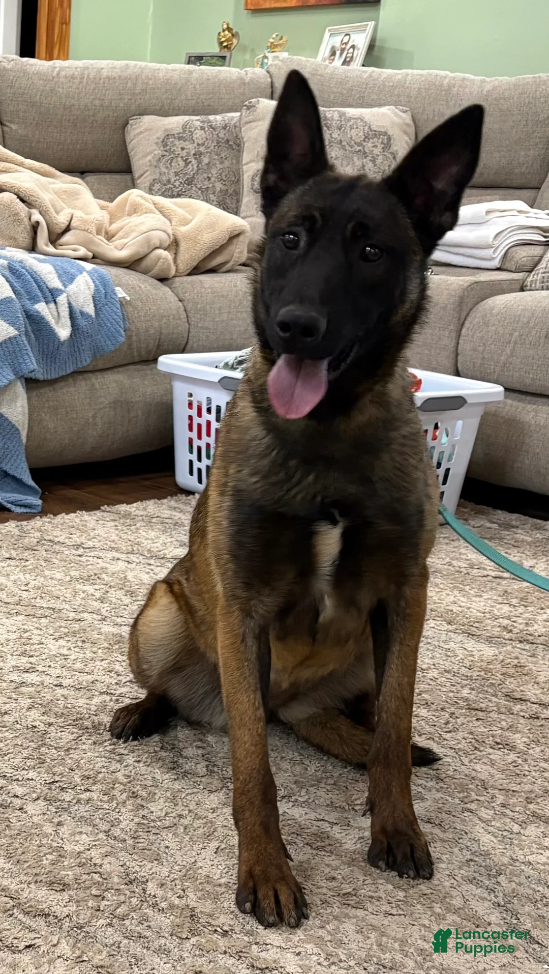 Belgian Malinois dogs for sale: Belgian Malinois Puppy 4 - Ad 2