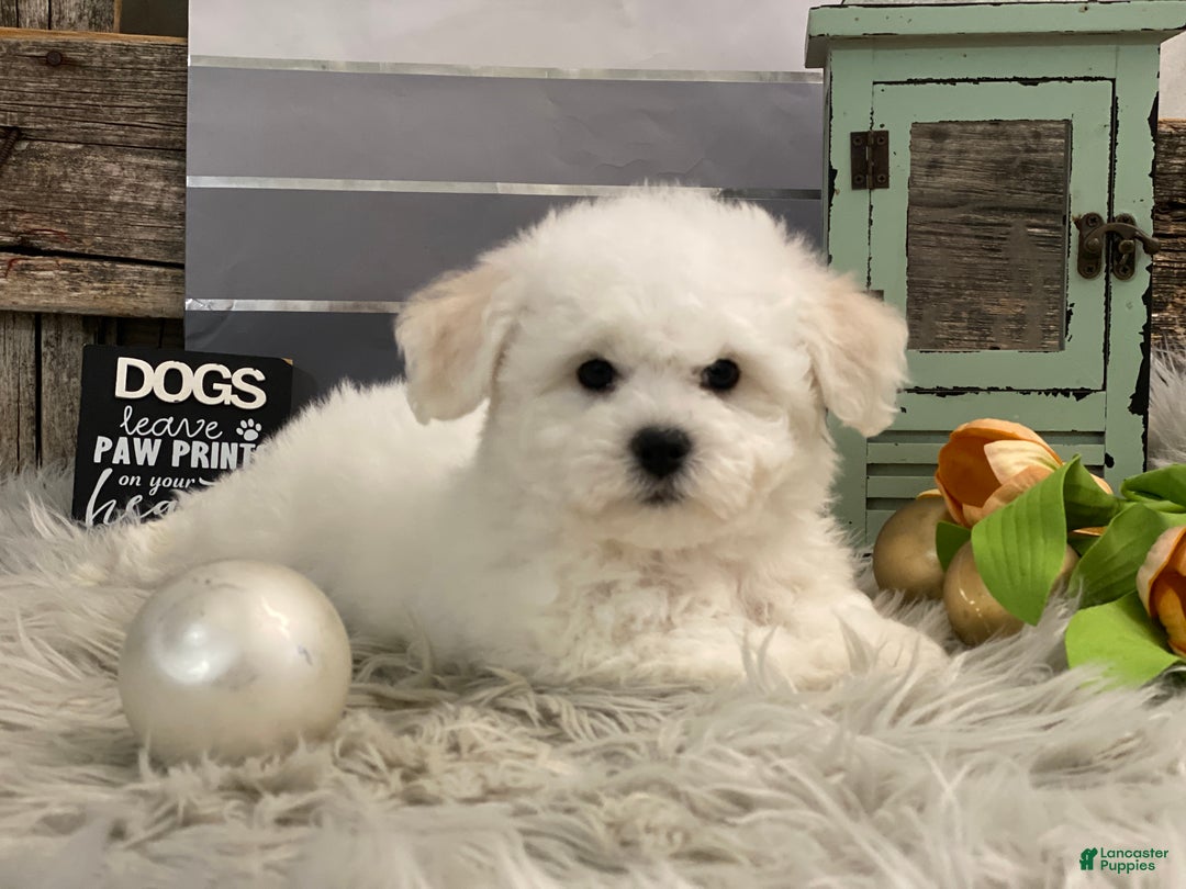 Bichon Frise dogs for sale: Ewing - Ad 2